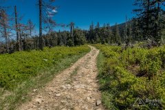 Na szlaku pomiędzy Halą Miziową a Halą Rysianka