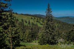 Na szlaku pomiędzy Halą Miziową a Halą Rysianka