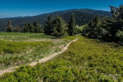 Na szlaku pomiędzy Halą Miziową a Halą Rysianka