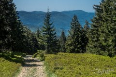 Na szlaku pomiędzy Halą Miziową a Halą Rysianka