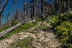 Na zielonym szlaku pomiędzy Halą Lipowską a Boraczą