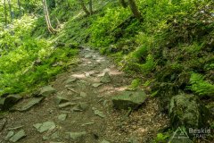 Na zielonym szlaku pomiędzy Halą Lipowską a Boraczą