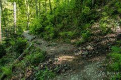 Na zielonym szlaku pomiędzy Halą Lipowską a Boraczą