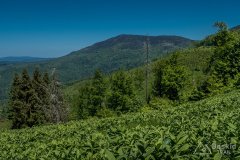 Hala Studzionka pod Redykalnym Wierchem
