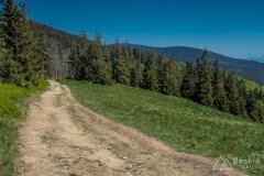 Na żółtym szlaku z Hali Redykalnej na Rysiankę