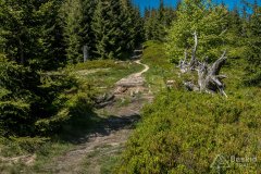 Na żółtym szlaku z Hali Pawlusiej na Romankę