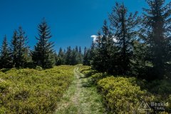 Niebieski szlak z Romanki na Kotarnicę