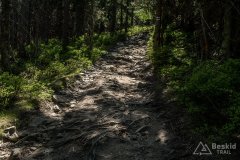 Niebieski szlak z Romanki na Kotarnicę