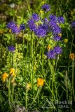 IMG_1752