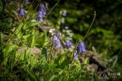 IMG_1754