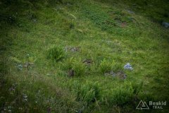 IMG_1774