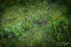 IMG_1776