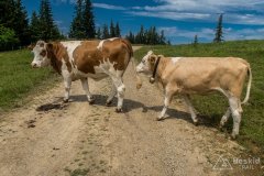 IMG_1794