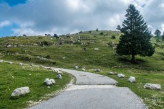 IMG_1949