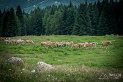 IMG_1952