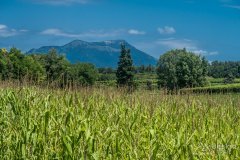 IMG_1995