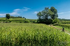 IMG_1996