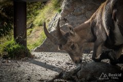 IMG_2244