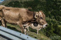 IMG_2265
