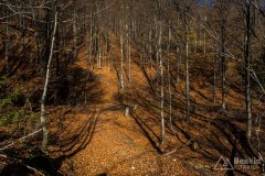 IMG_2546