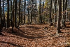 IMG_2548