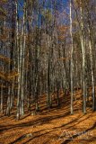 IMG_2549