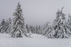 IMG_7823